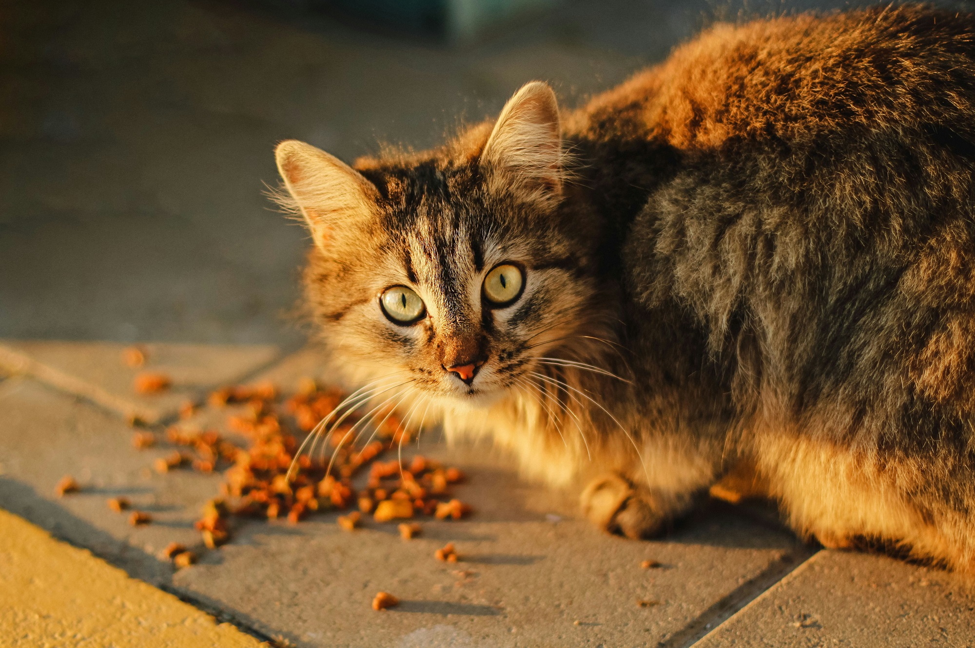 “Sourcing and Sustainability: Smalls’ Commitment to Ethical Cat Food Production” write some key points for blog content